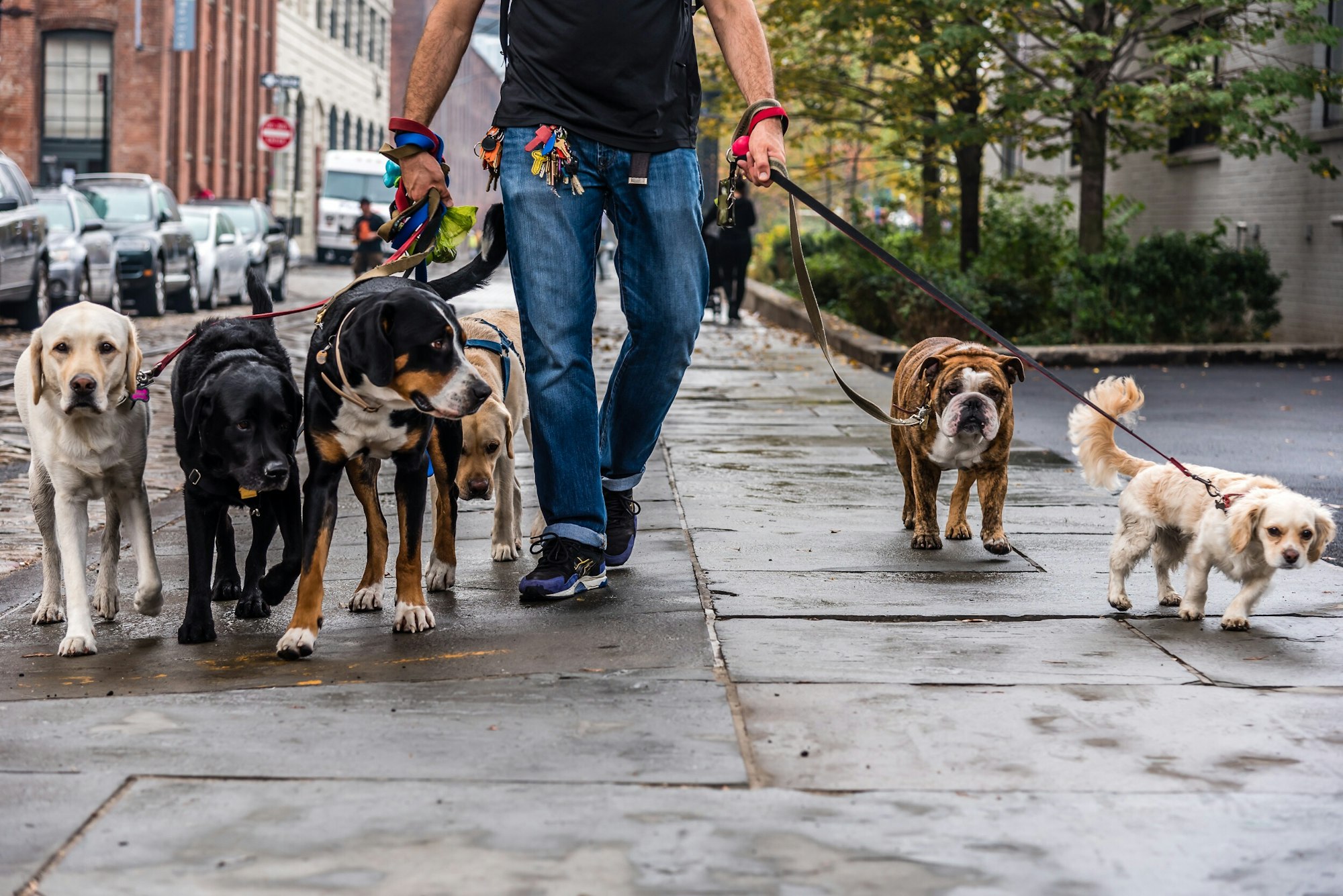 A dog walk walking the dogs in the city.