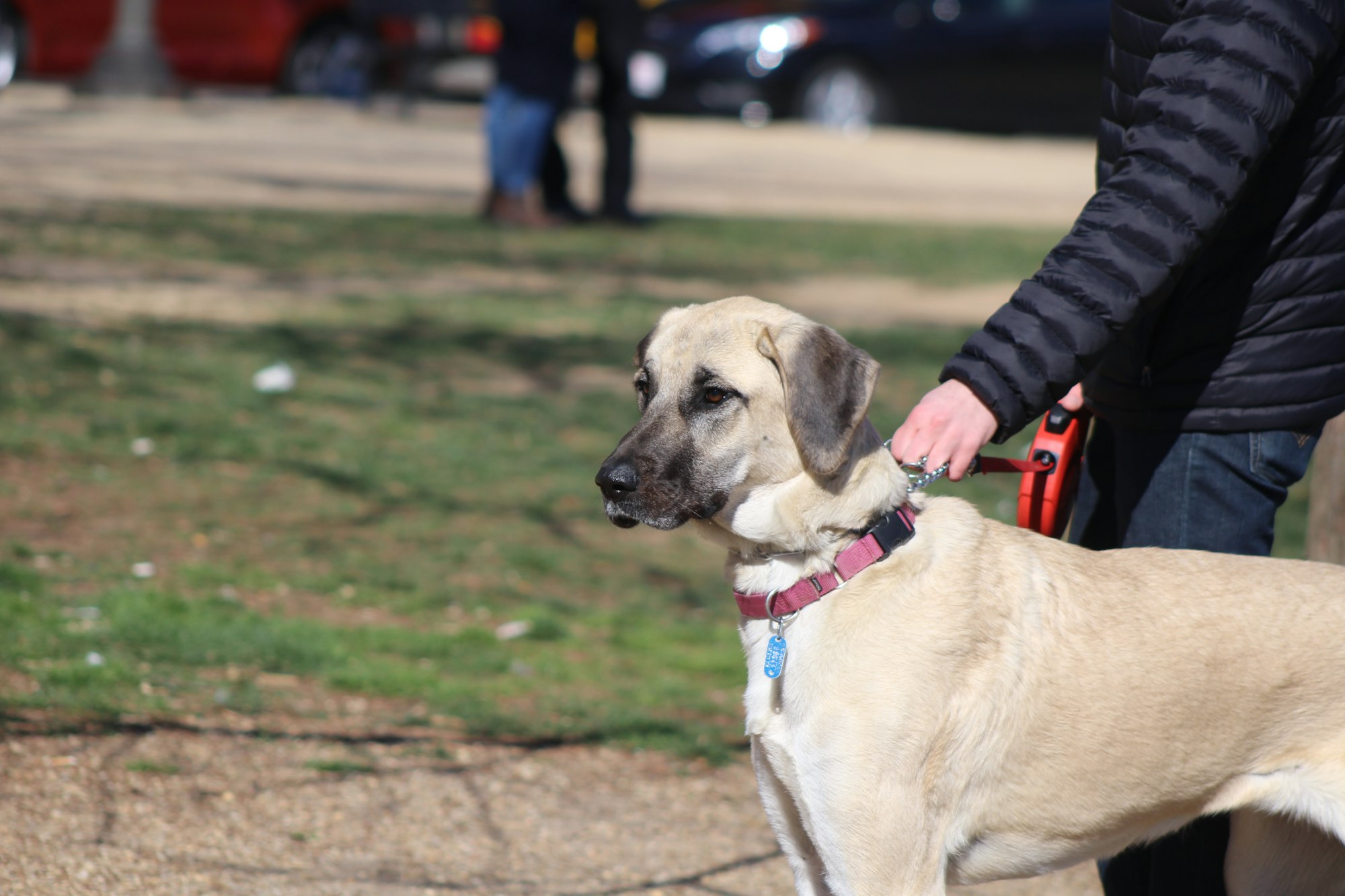 Dog walking