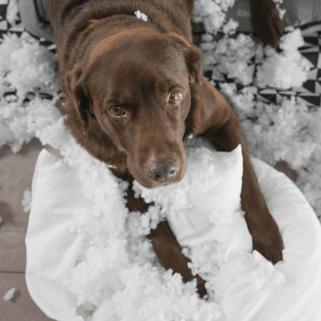 overhead shot of a brown labrador retriever dog that has broken a cushion. The dog has a sad look