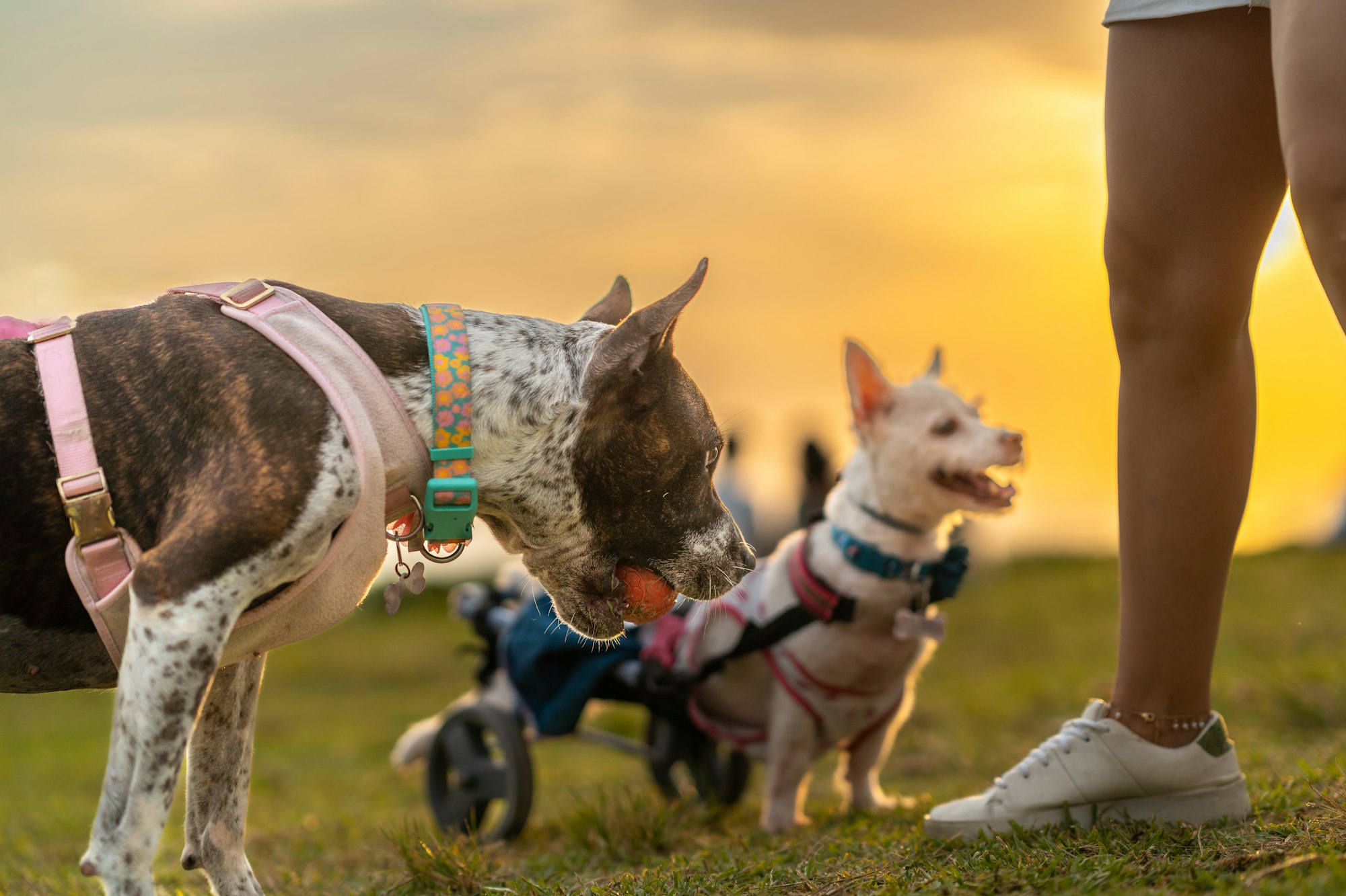 Dog with his wheelchair and dog friend walking in the park