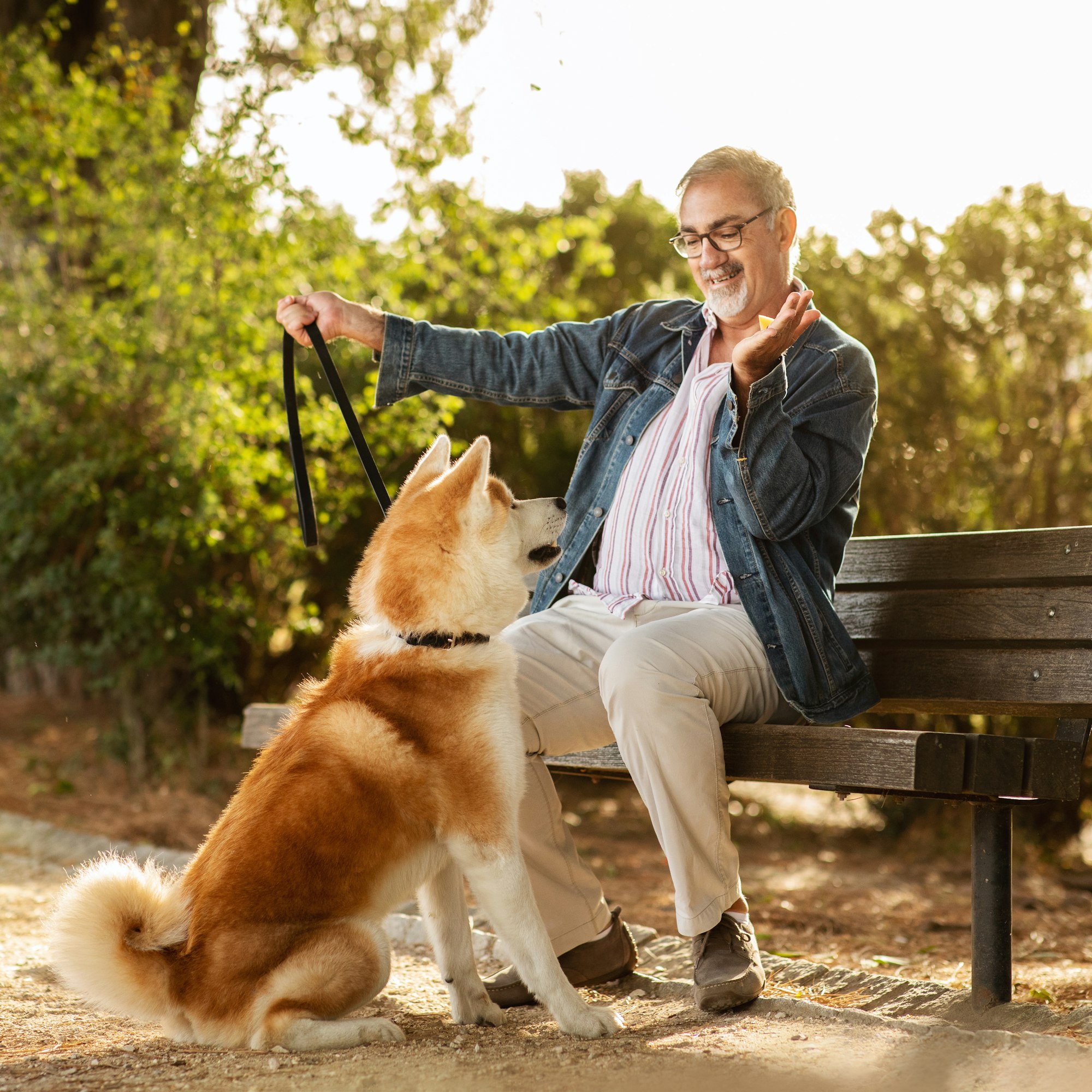 Happy caucasian senior man with beard and glasses gives snack to dog, enjoy training in park