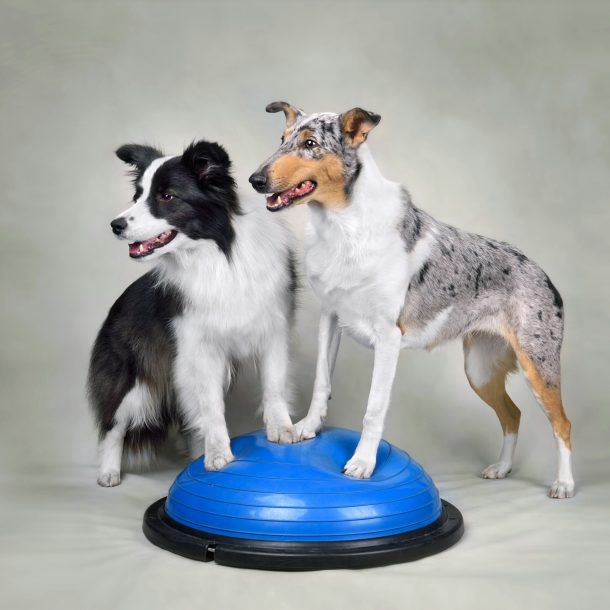 Collie dogs on dog fitness trainig