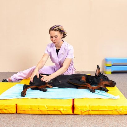 Dog is engaged fitness on massage and physiotherapy carpet. Training device for rehabilitation