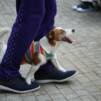 dog performs with trainer